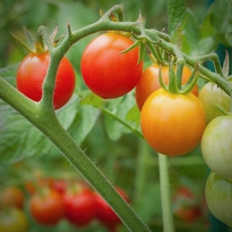 tomatoes on the vine