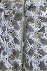 Egg Cartons with dryer lint to make 100% Recycled Fire Starters