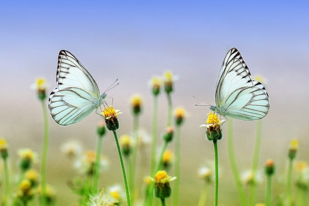 A pair of butterflies 
