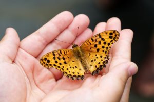 hands holding a butterfly symbolizing a people-pleaser can change.