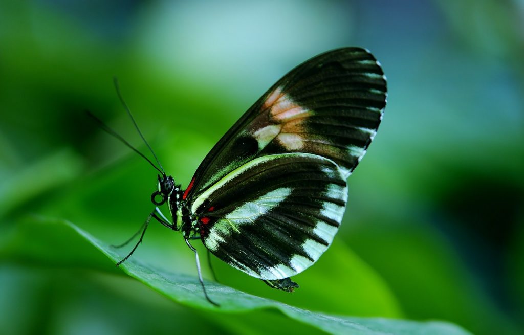 up close butterfly symbolizing problems a people pleaser faces