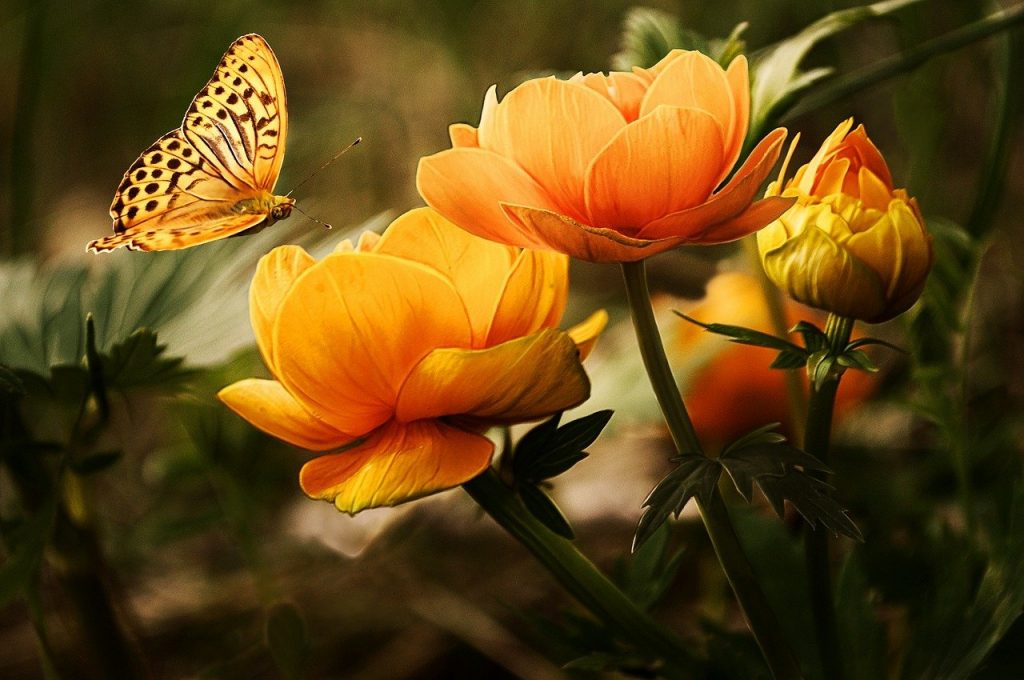 butterfly symbolizing a people-pleaser
